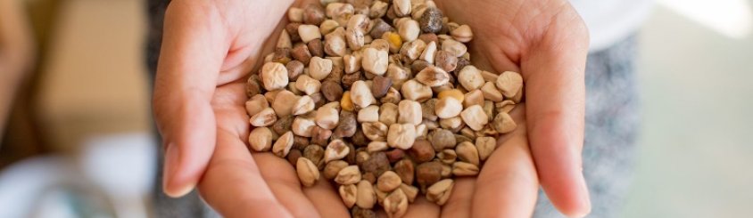 Community Seed Bank Croatia Vukomerić, Kroatien DIVERSITATIS unterstützt den Aufbau des Gemeinschaftssamenarchivs 